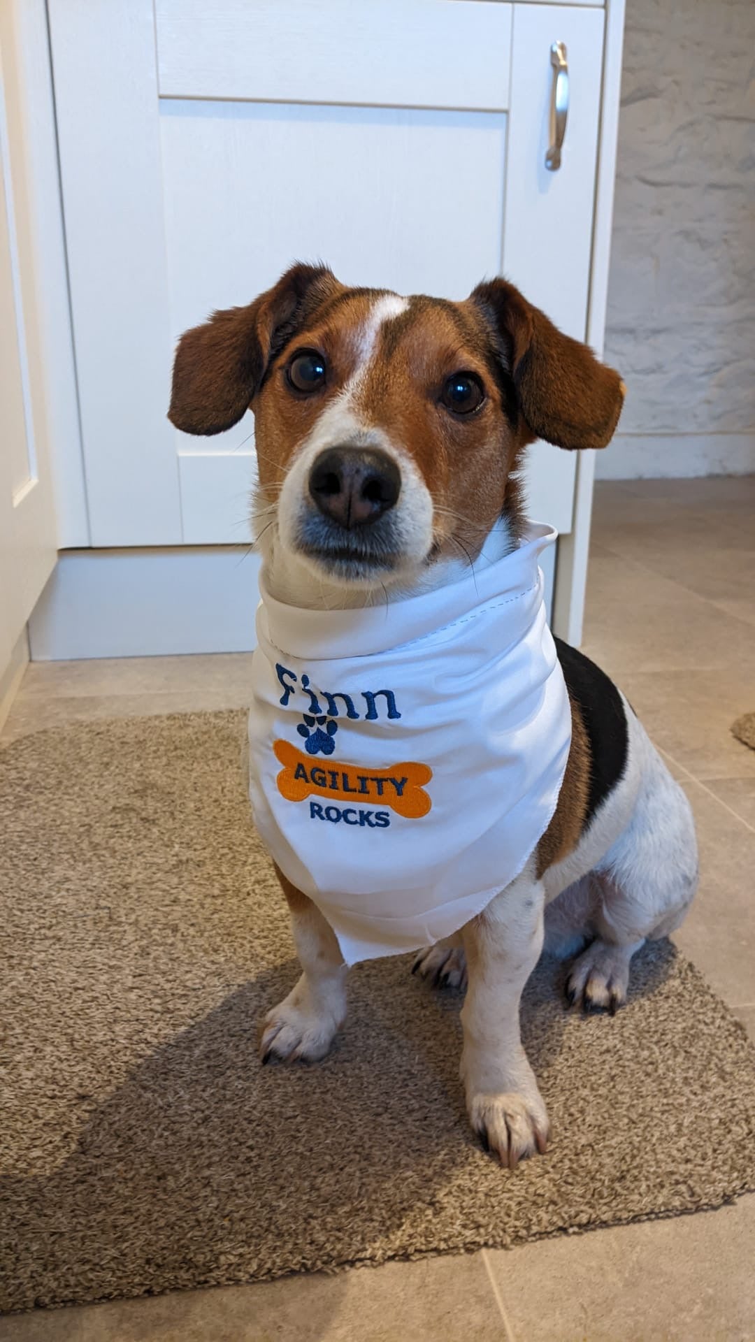 Personalised Pet Bandana - Agility